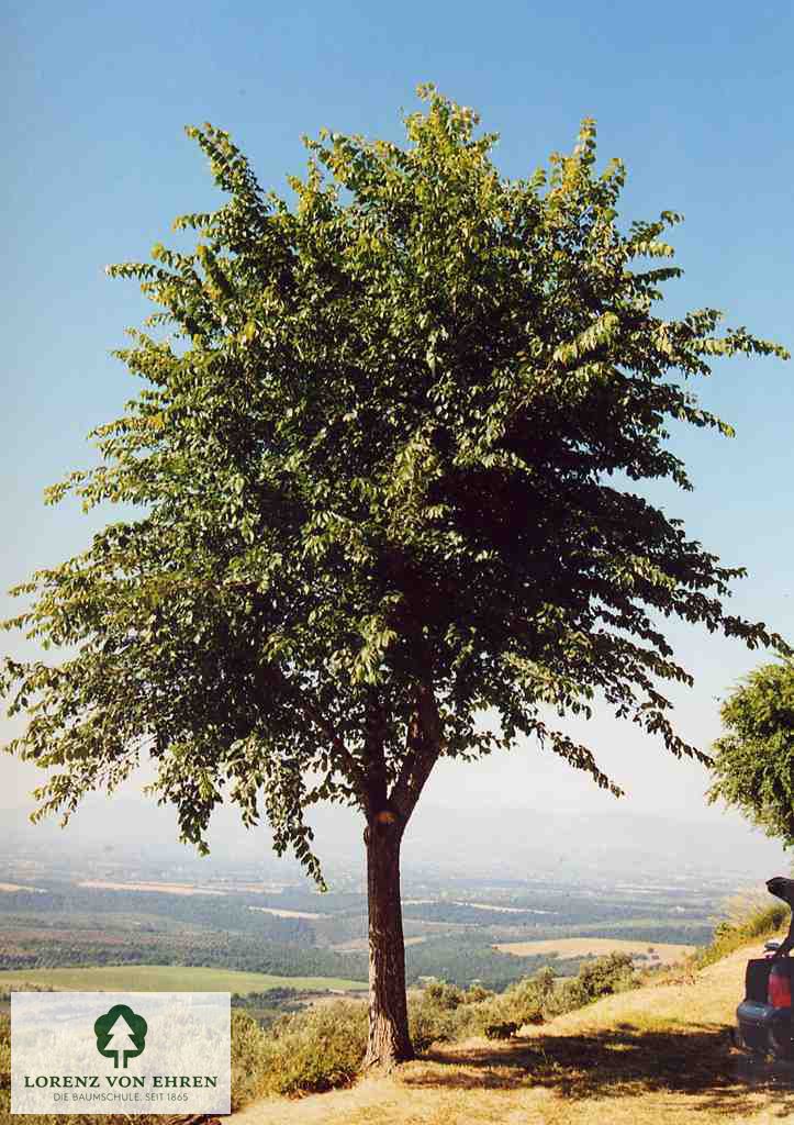 Ulmus laevis