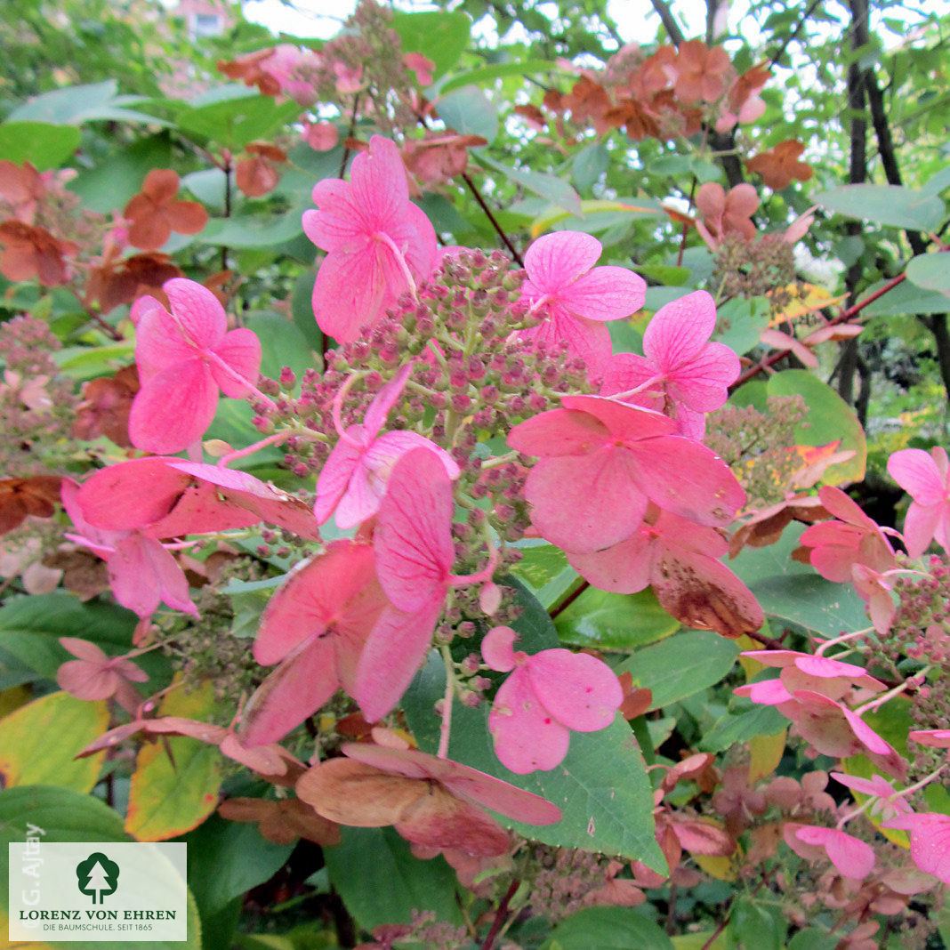 Hydrangea paniculata 'Early Sensation'