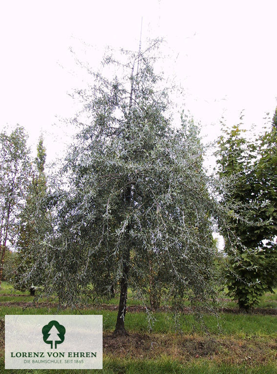 Pyrus salicifolia