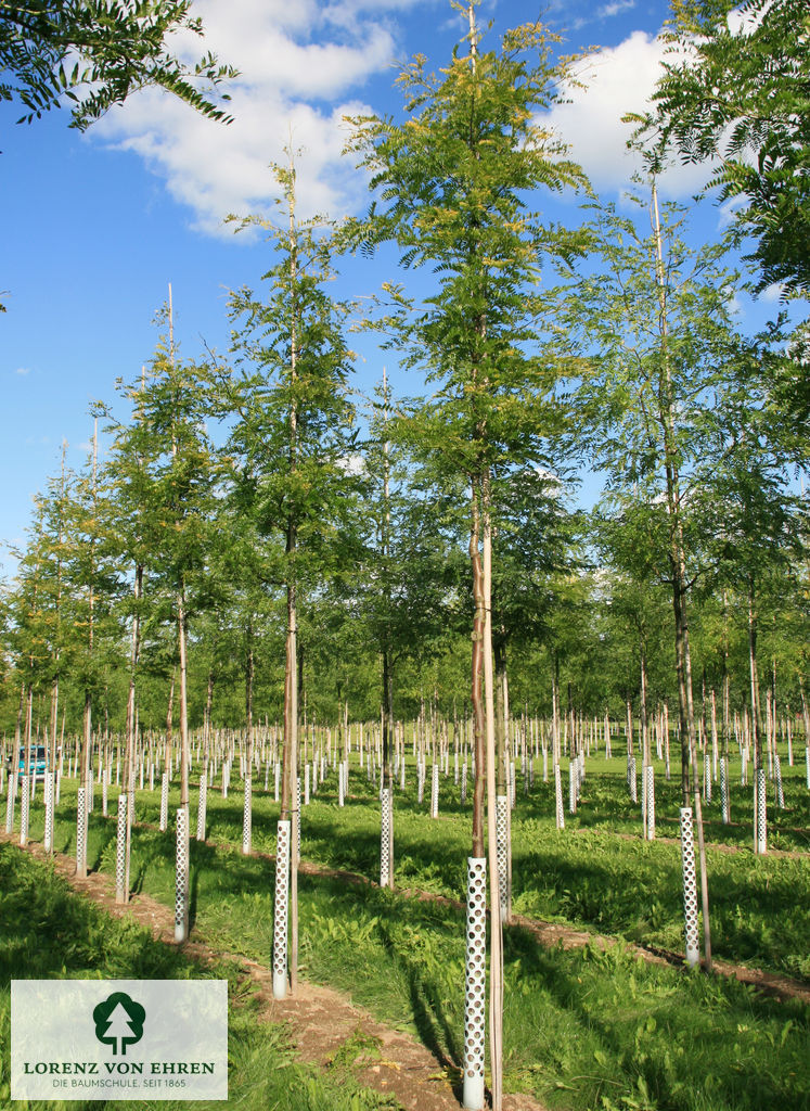 Gleditsia triacanthos 'Sunburst'