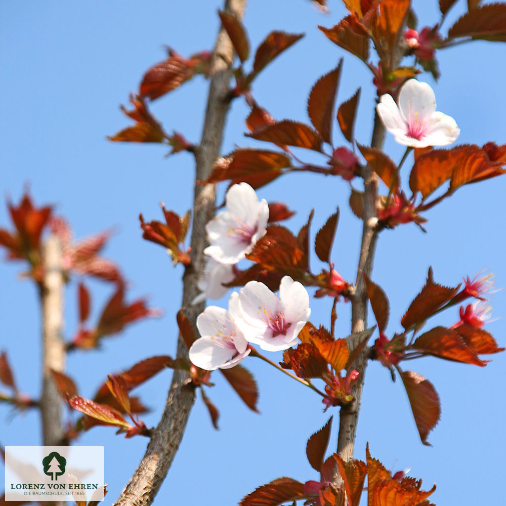 Prunus hillieri 'Spire'