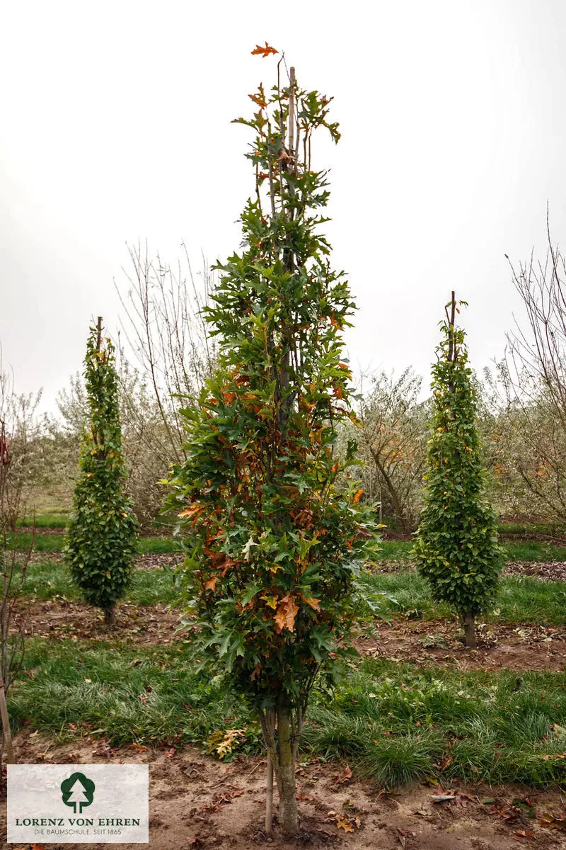 Quercus palustris 'Green Pillar'