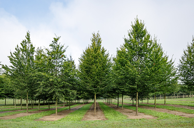 Carpinus betulus