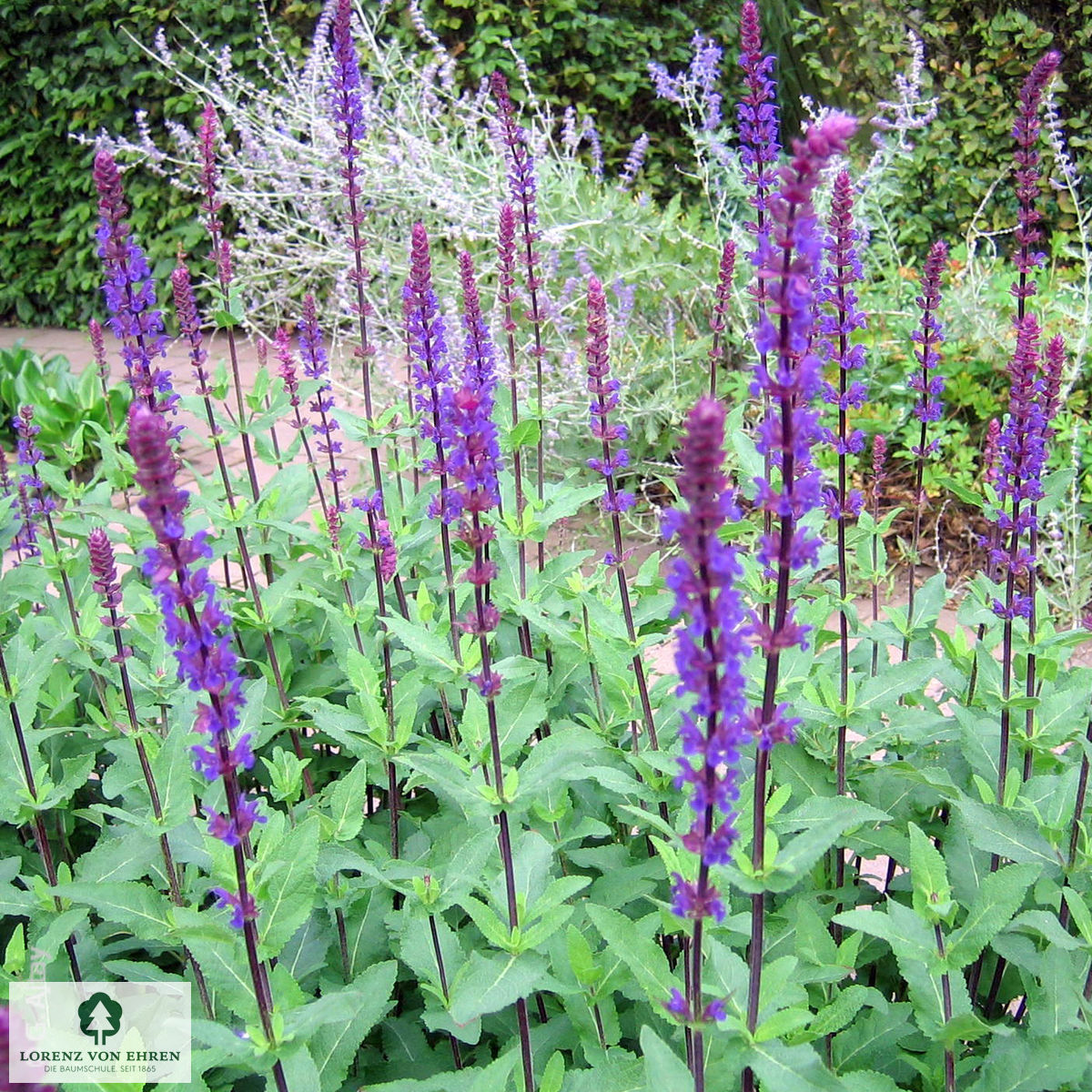 Salvia nemorosa 'Caradonna'