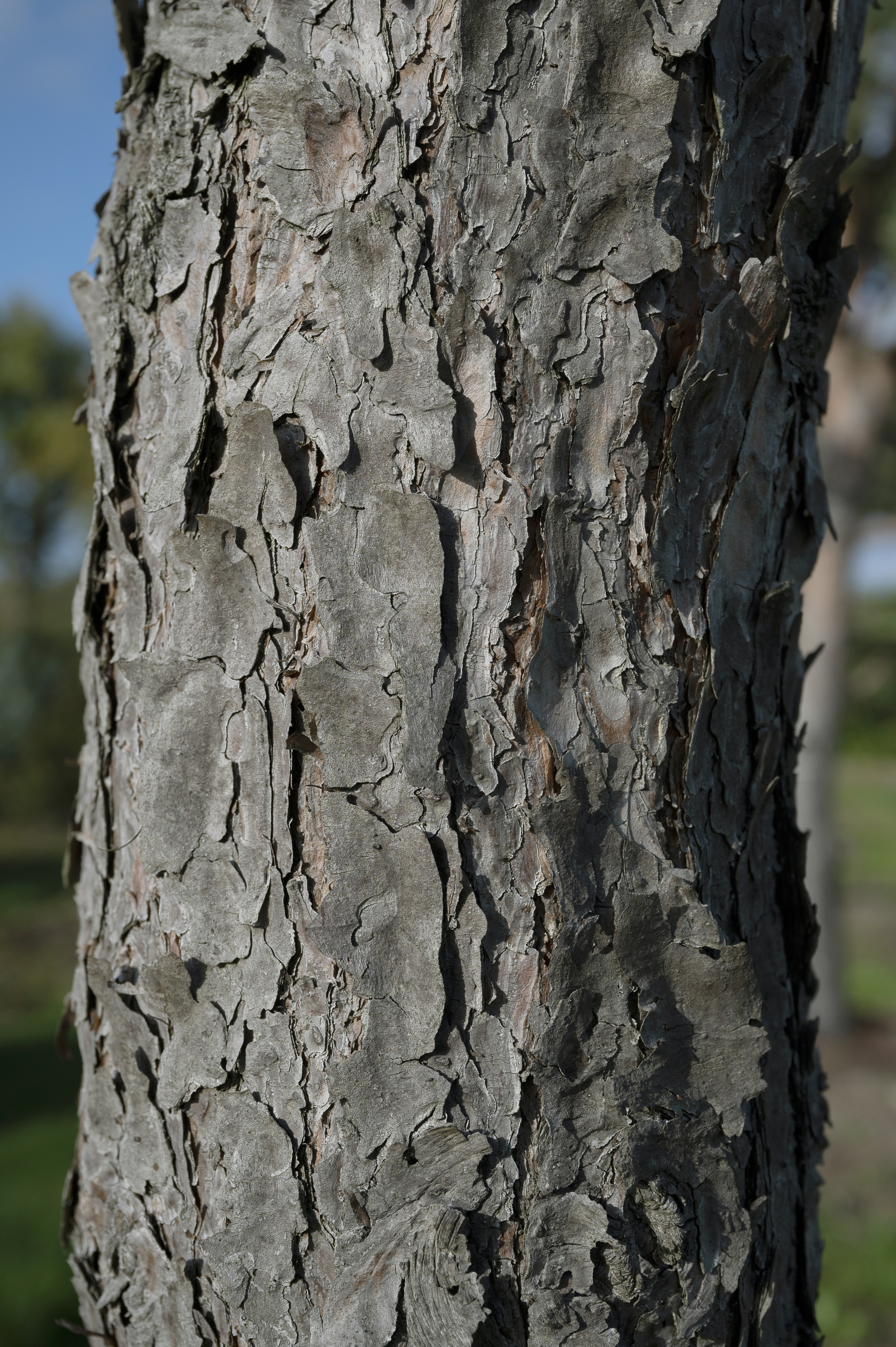 Pinus sylvestris 'Globosa Viridis' Unikat