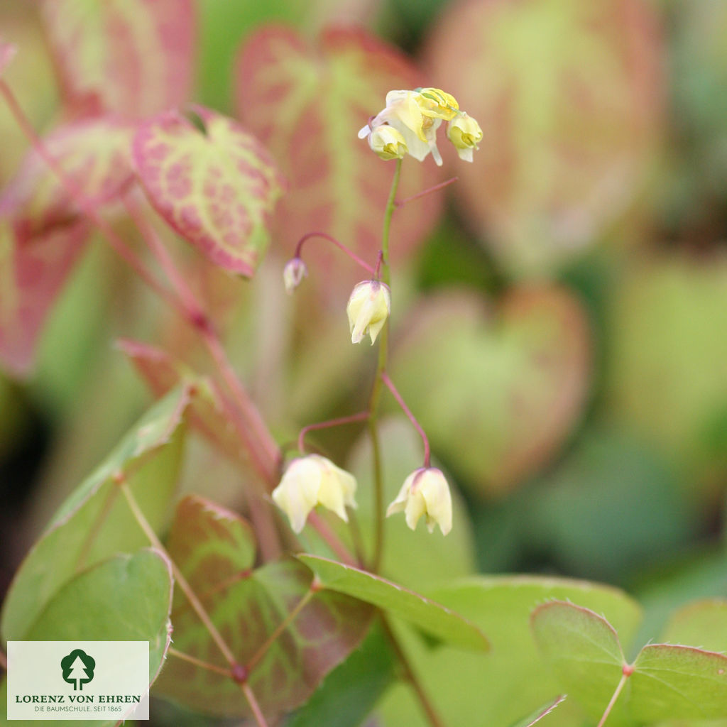 Epimedium versicolor 'Sulphureum'