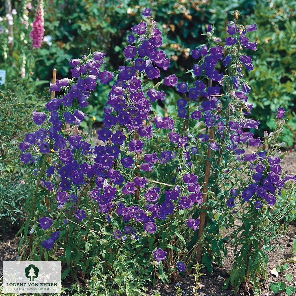 Campanula persicifolia 'Grandiflora Coerulea'