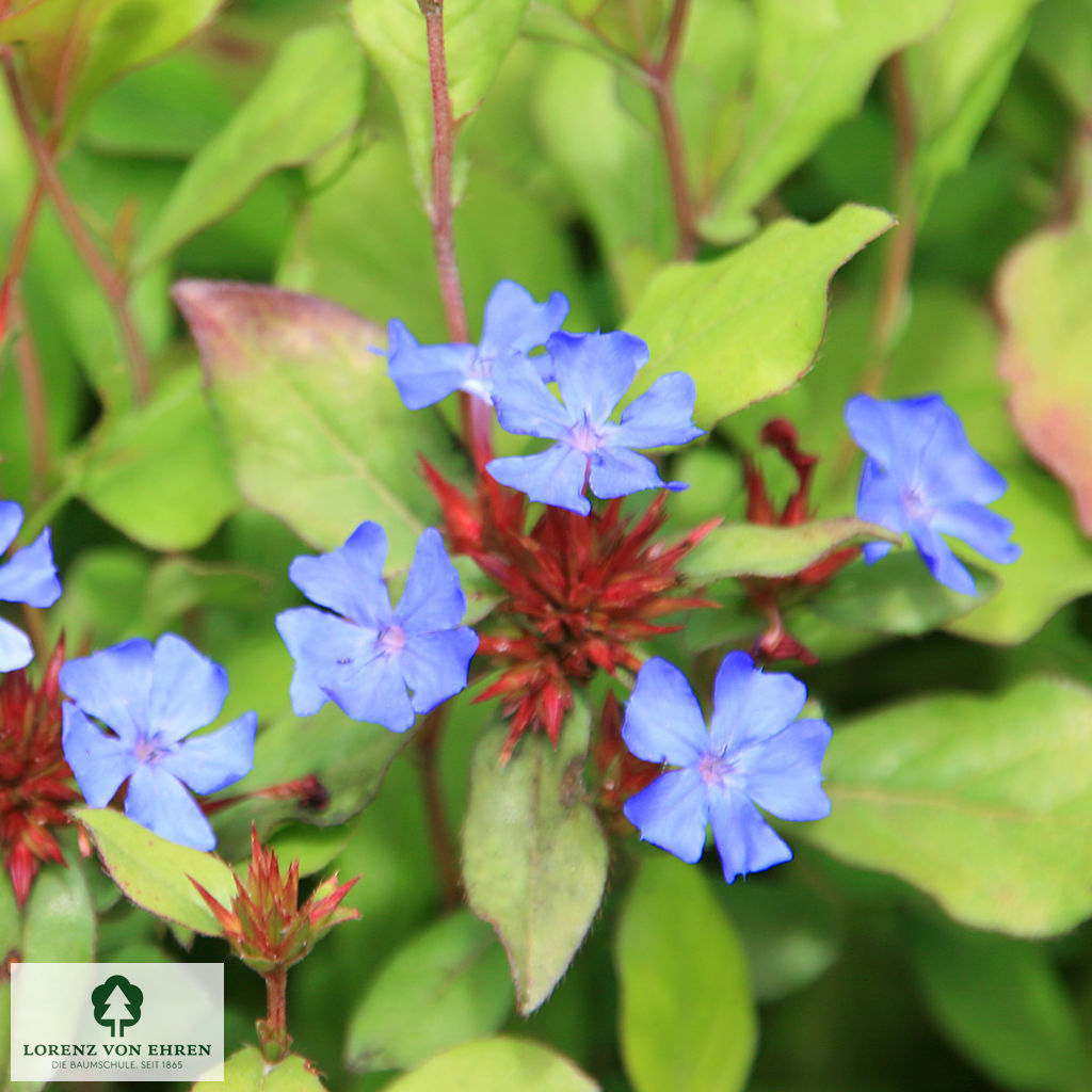 Ceratostigma plumbaginoides