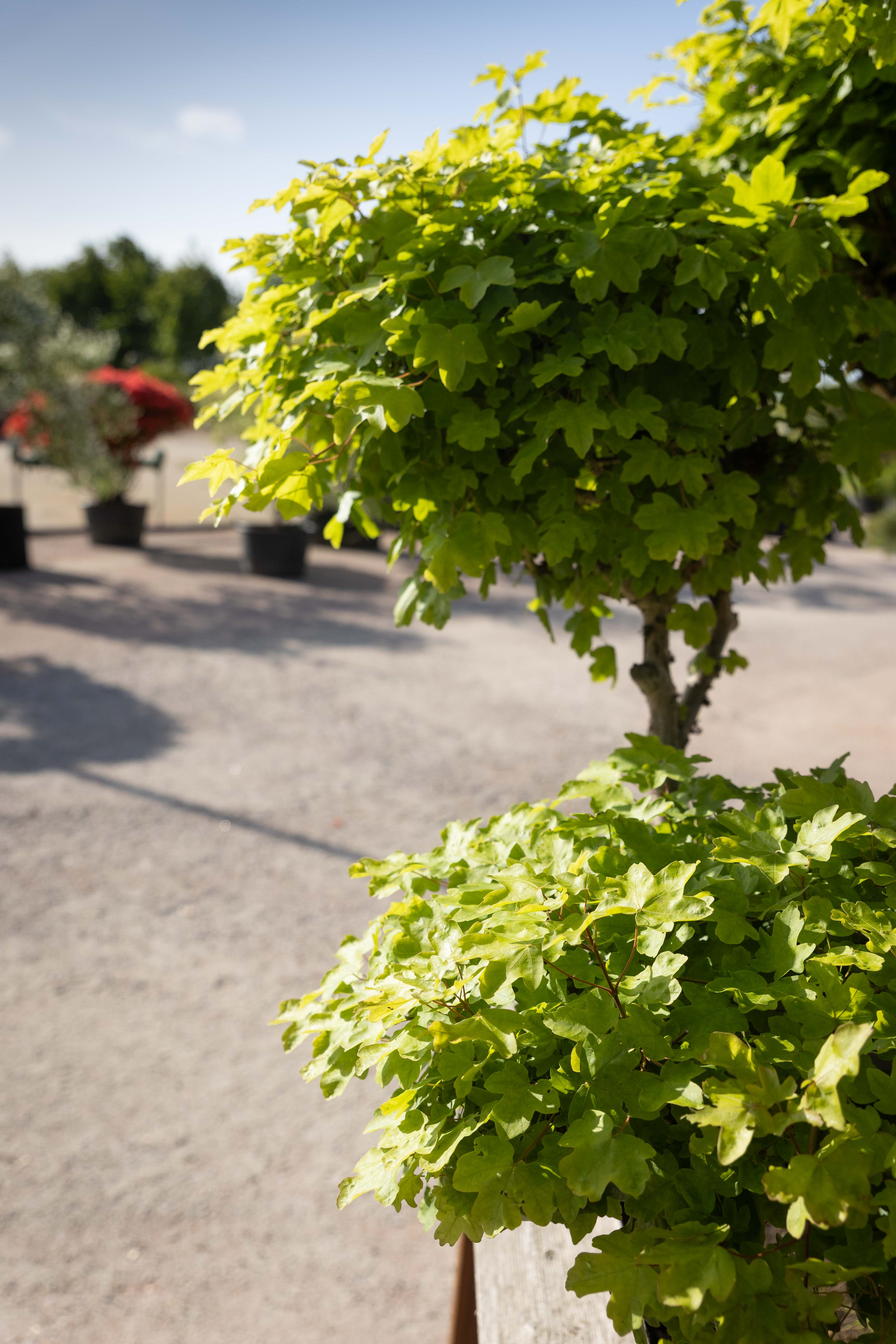 Acer campestre Bonsai - verkauft