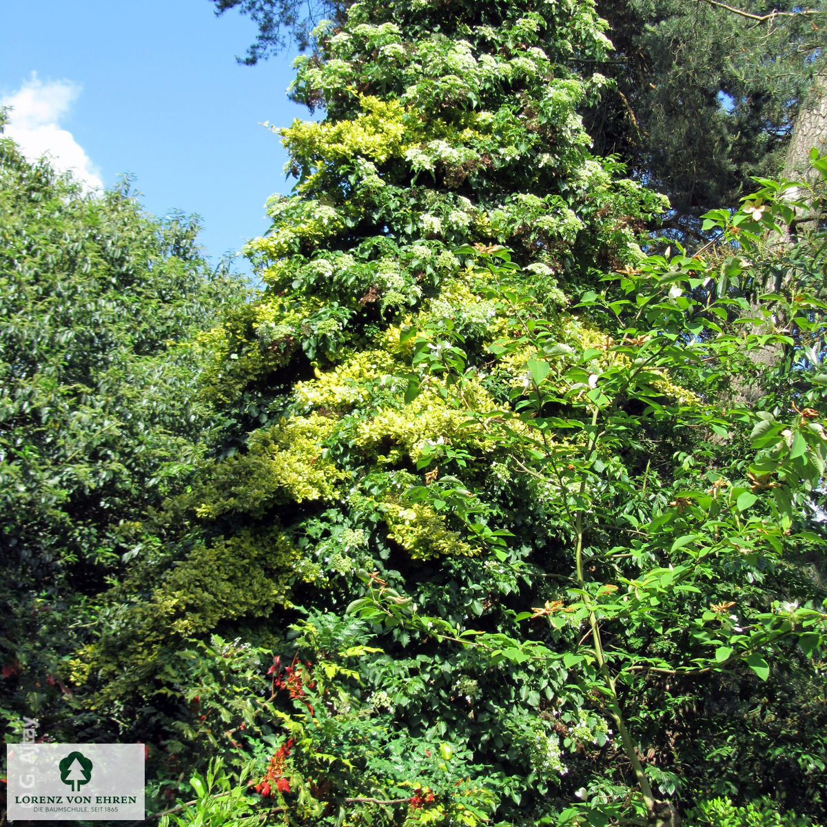 Euonymus fortunei 'Variegatus'