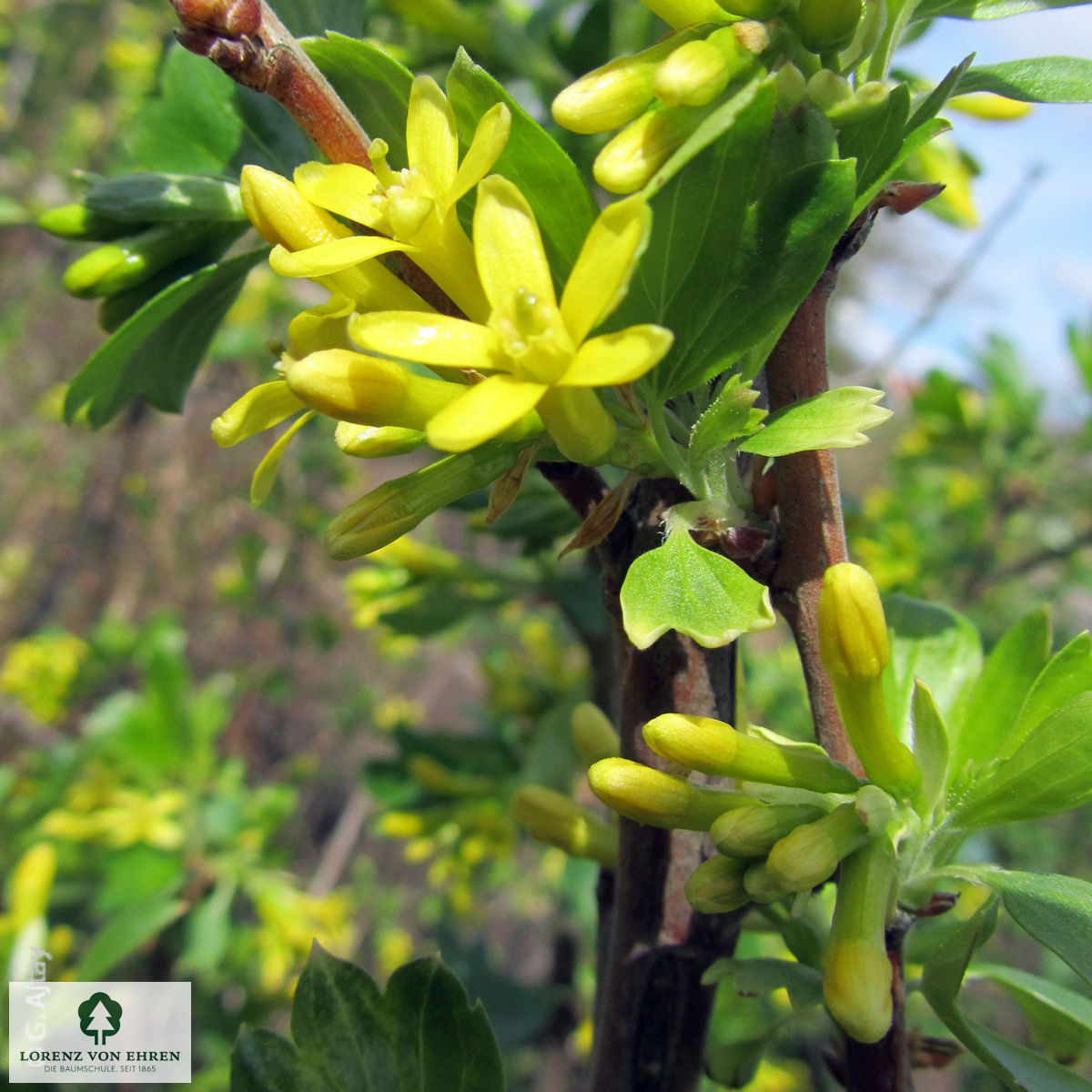 Ribes aureum