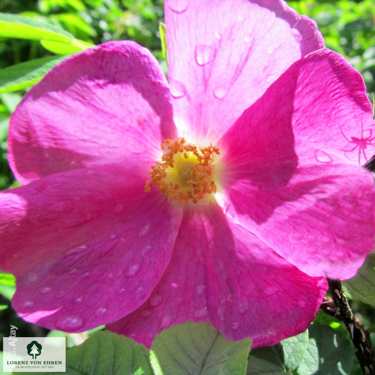 Rosa rubiginosa