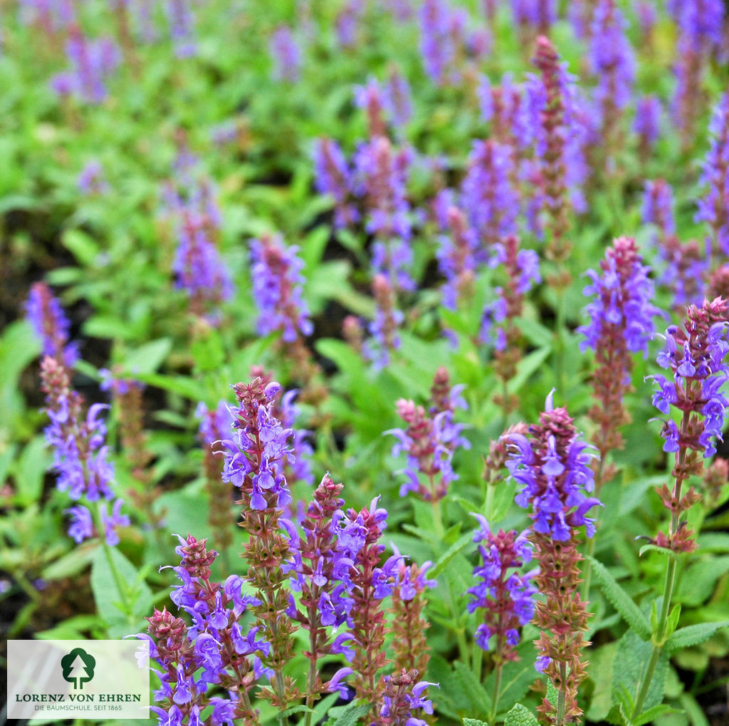 Salvia nemorosa 'Blauhügel'