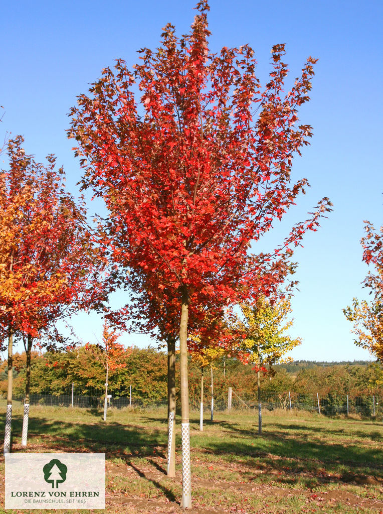 Acer rubrum