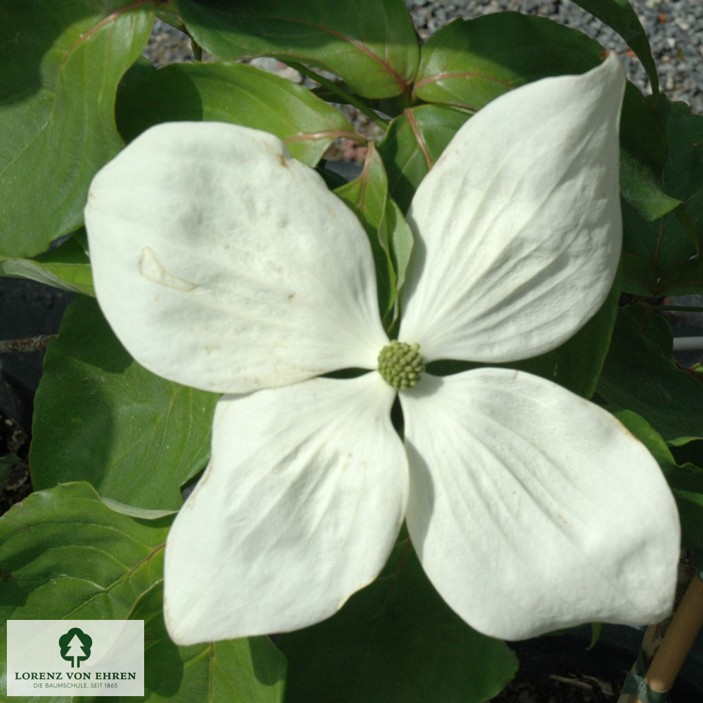 Cornus kousa 'Venus'