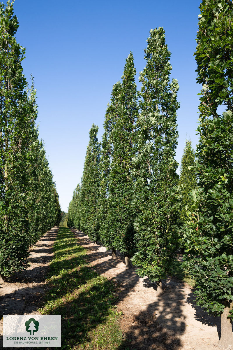 Quercus robur 'Fastigiata Koster'