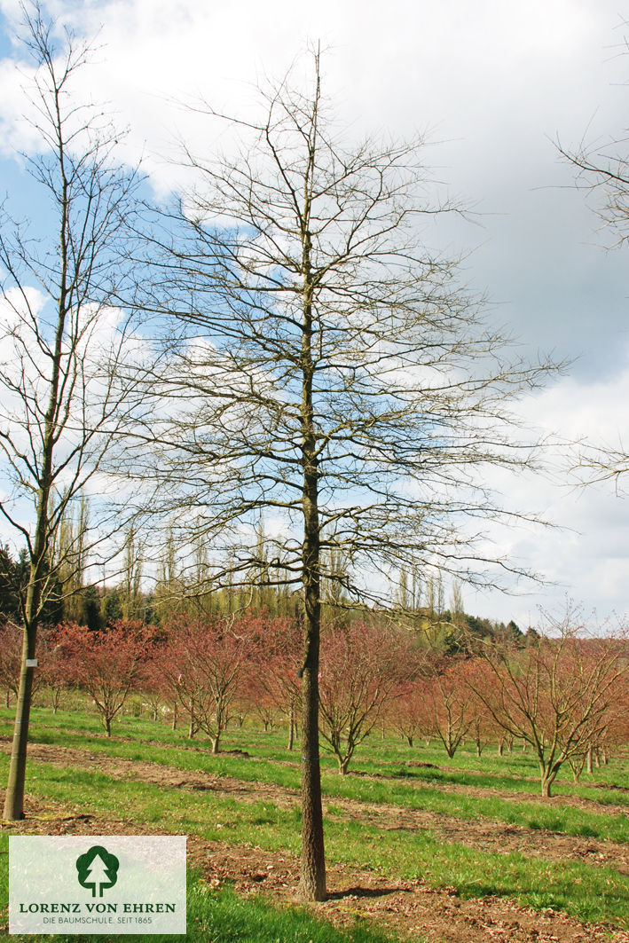 Quercus phellos