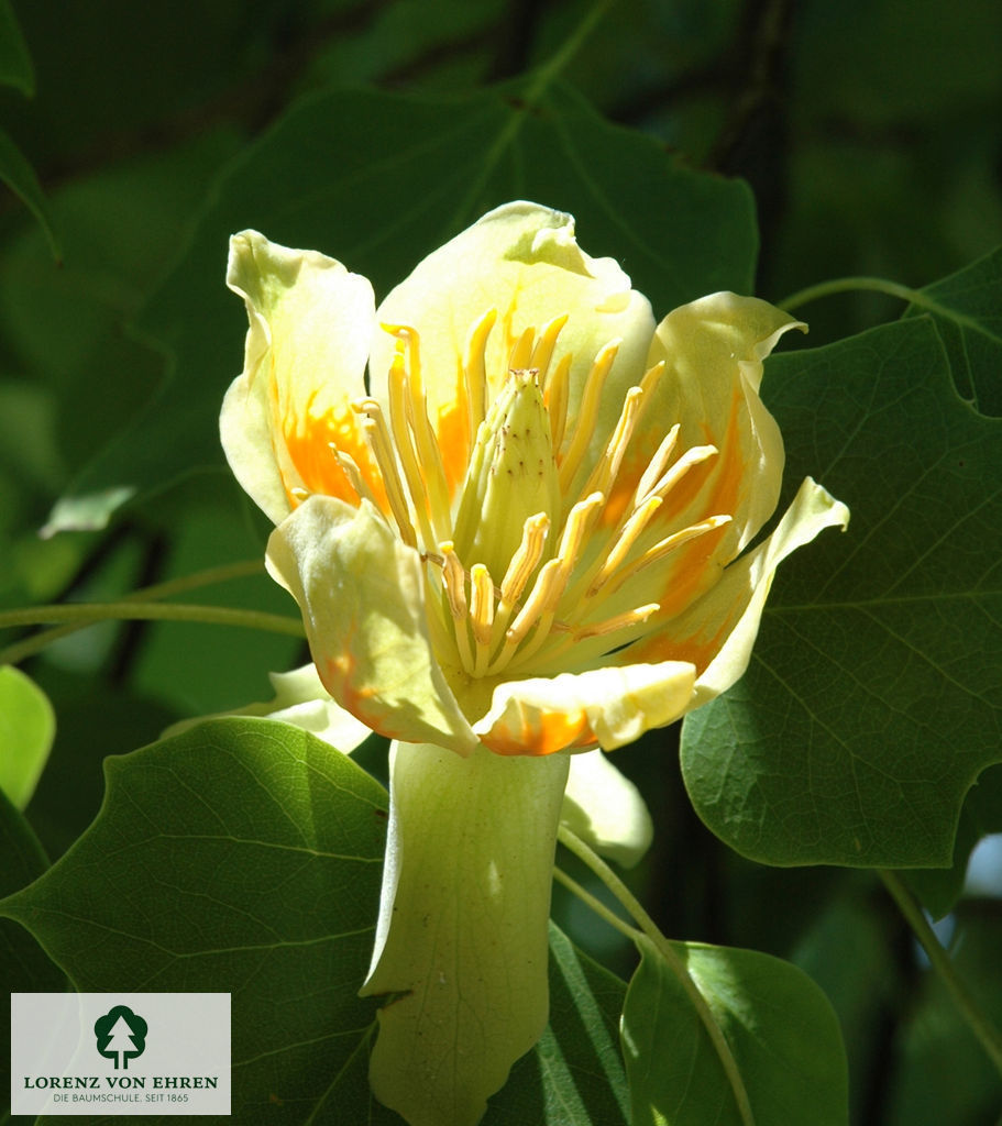 Liriodendron tulipifera