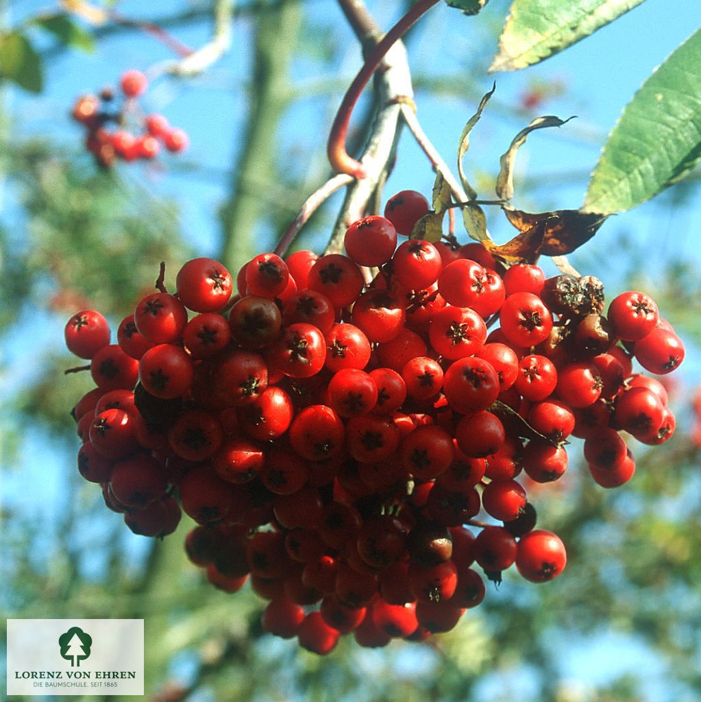 Sorbus decora