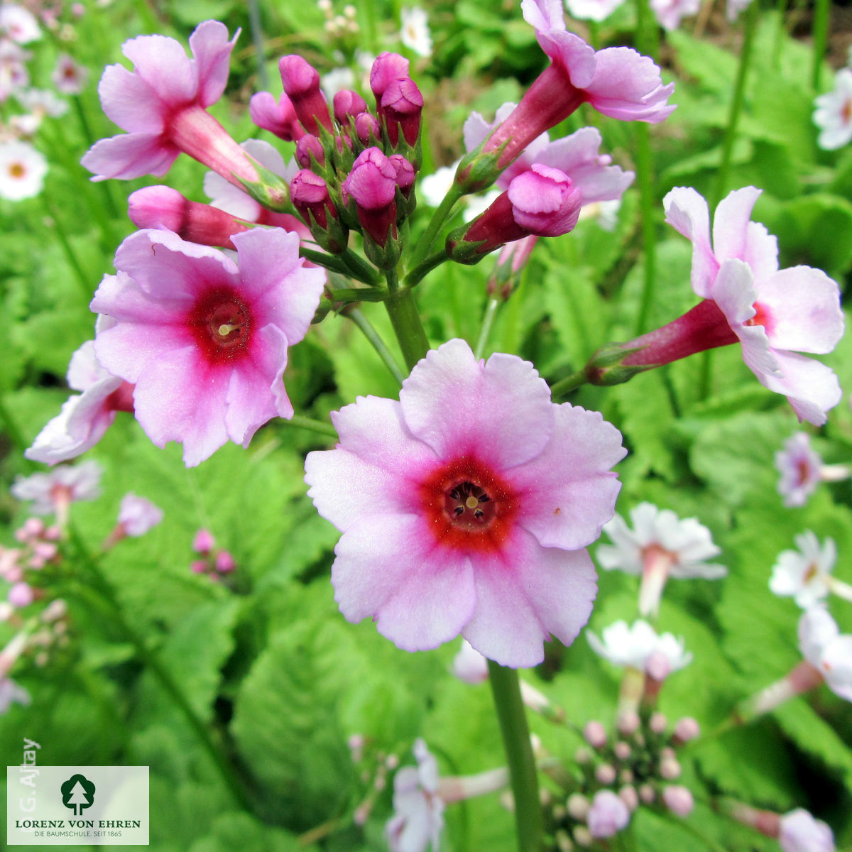 Primula elatior