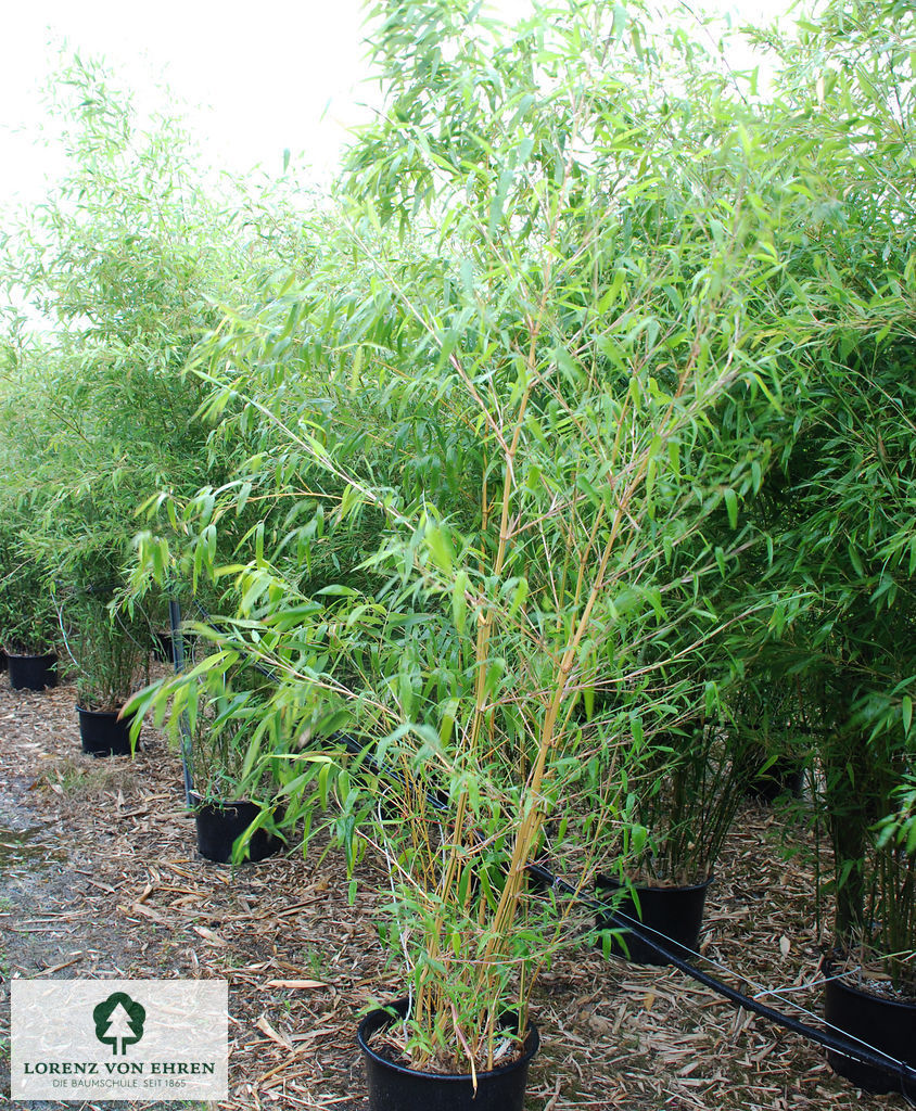 Phyllostachys vivax 'Aureocaulis'