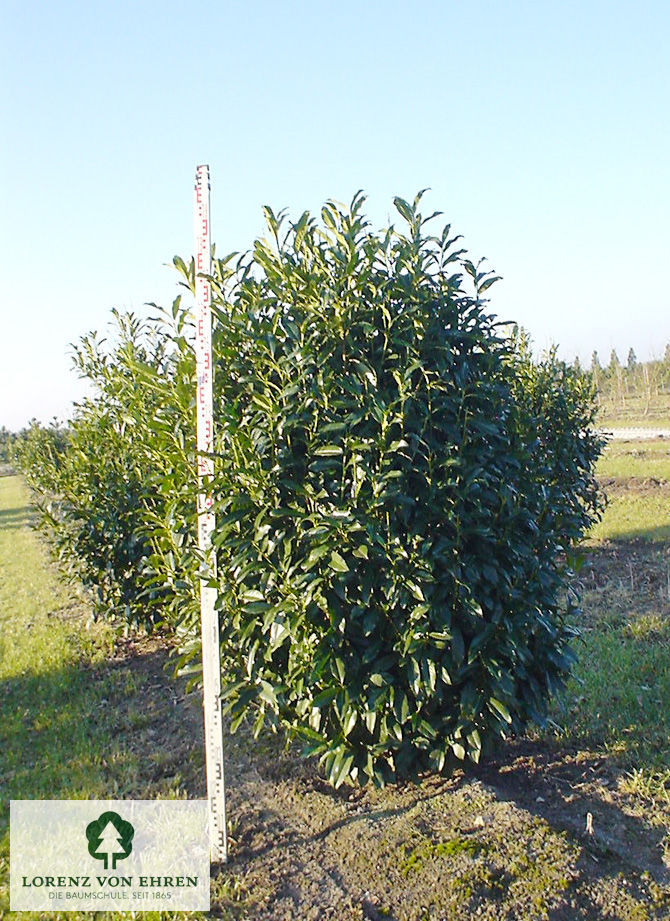 Prunus laurocerasus 'Herbergii'