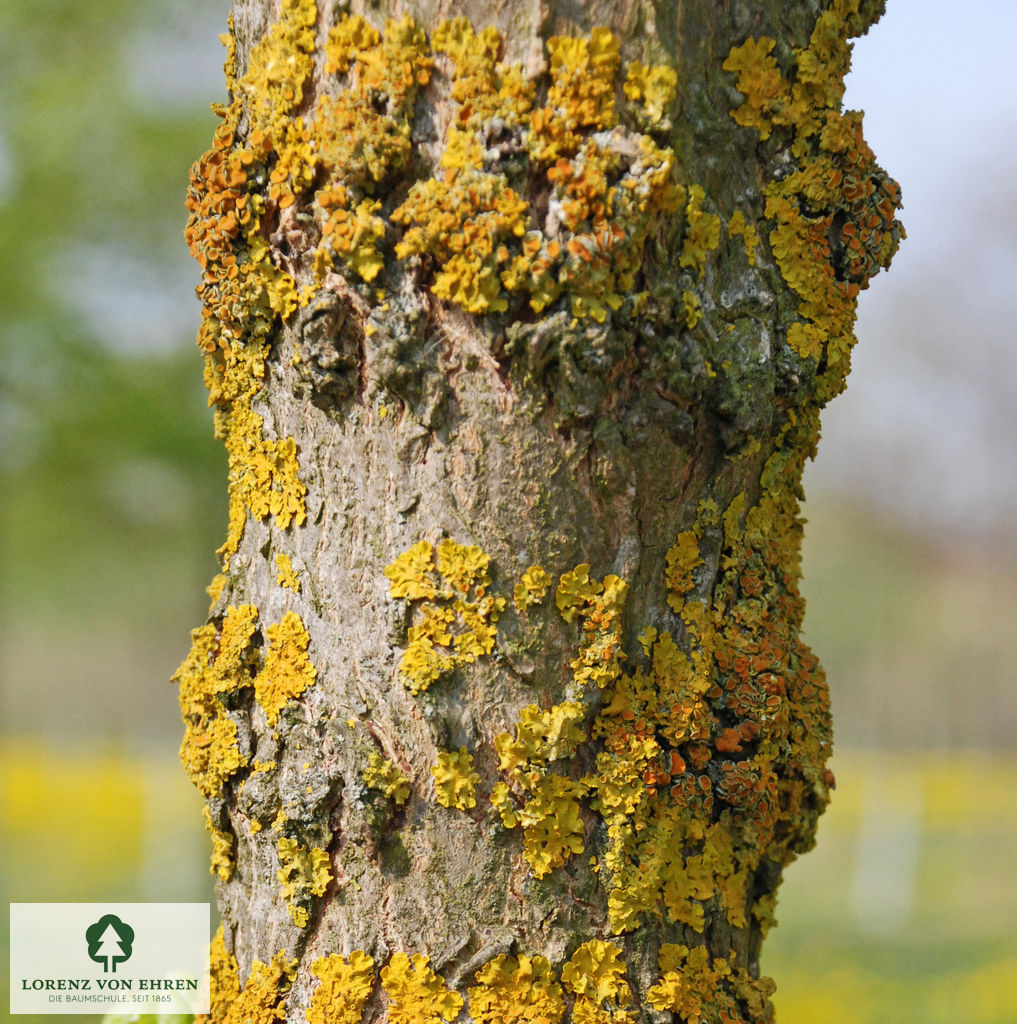 Acer campestre schöne Borke