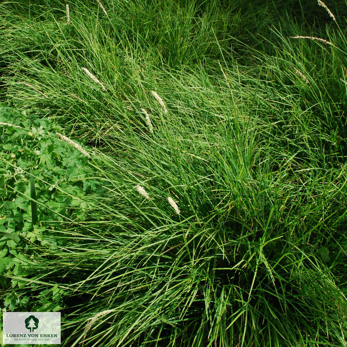 Sesleria autumnalis