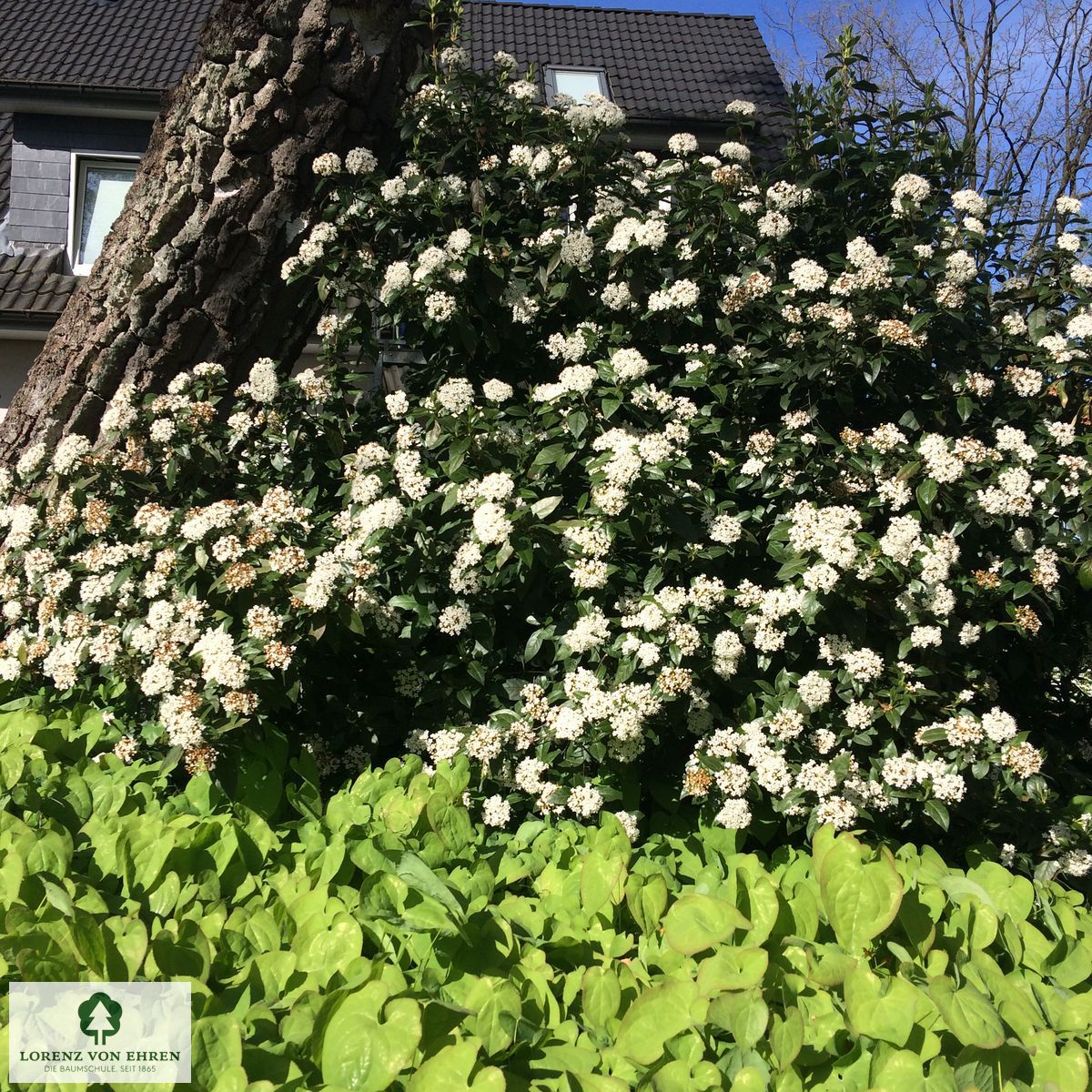 Viburnum tinus