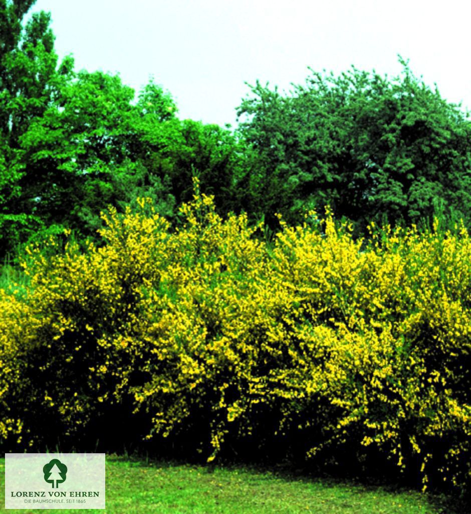 Cytisus scoparius