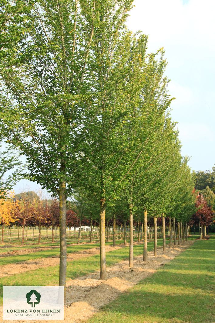 Ulmus hollandica 'Lobel'