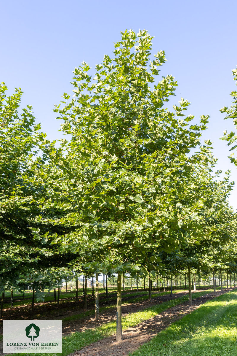 Platanus acerifolia
