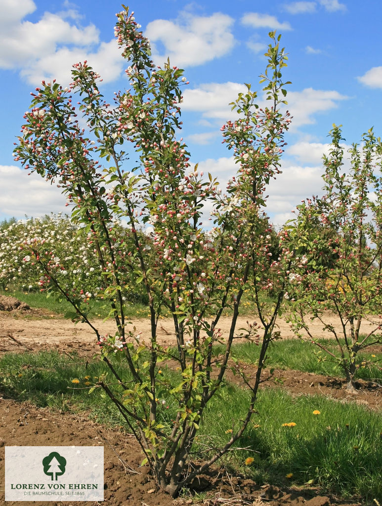 Malus 'Beverly'