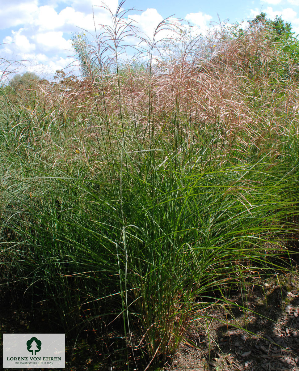 Miscanthus sinensis 'Graziella'