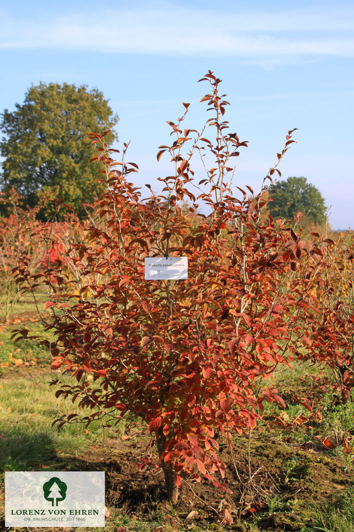 Stewartia pseudocamellia