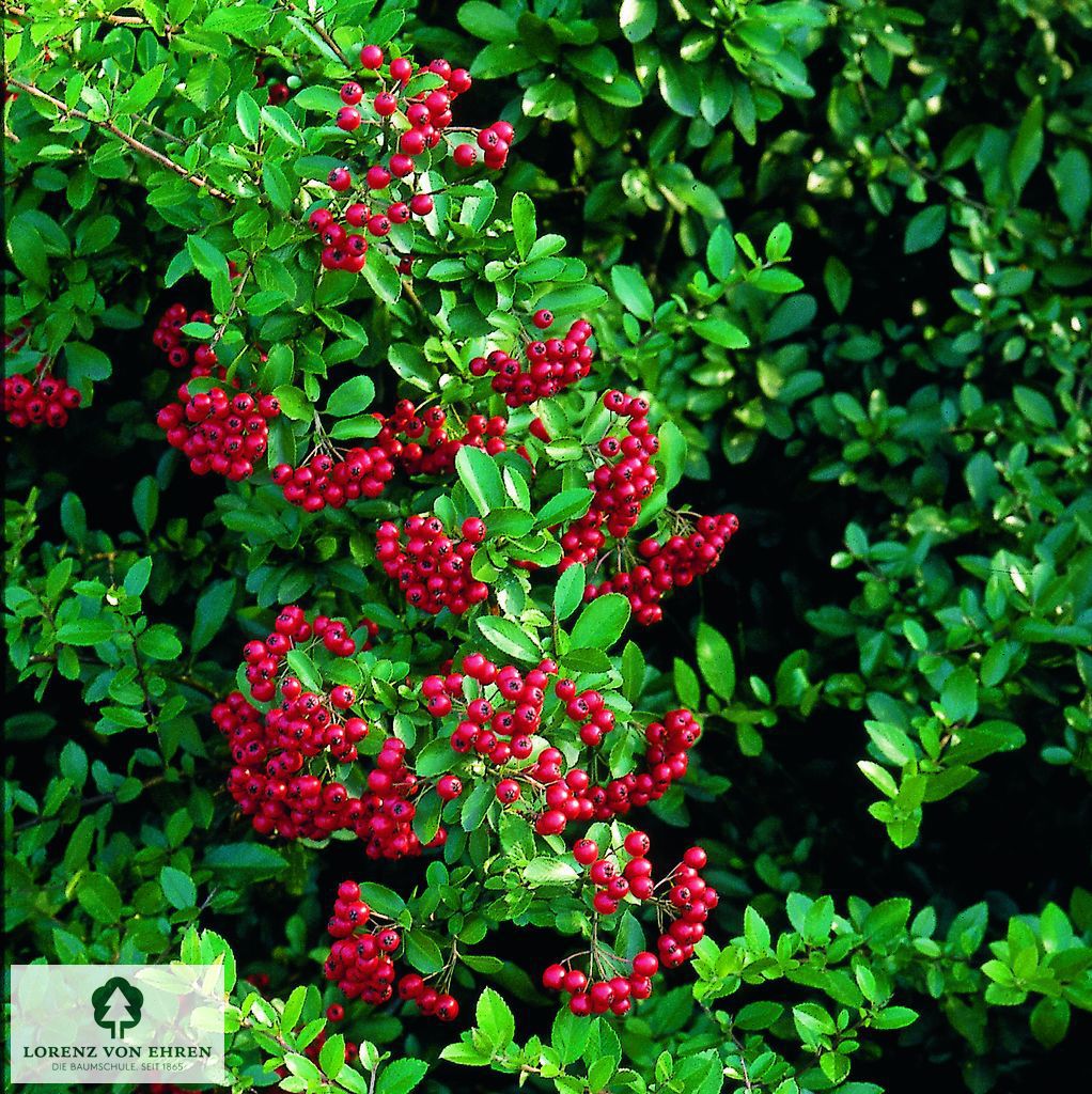 Pyracantha coccinea 'Red Column'