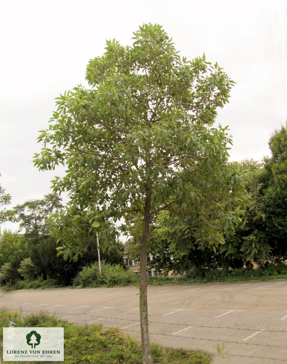 Fraxinus excelsior 'Diversifolia'