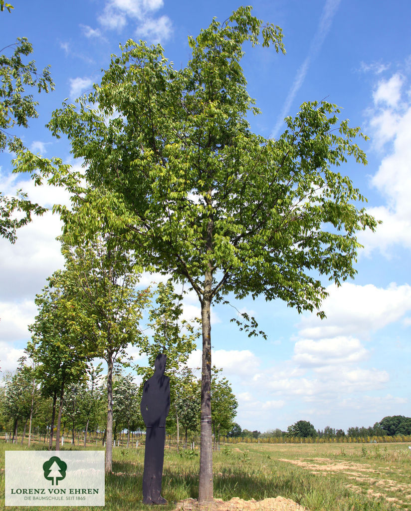 Zelkova serrata