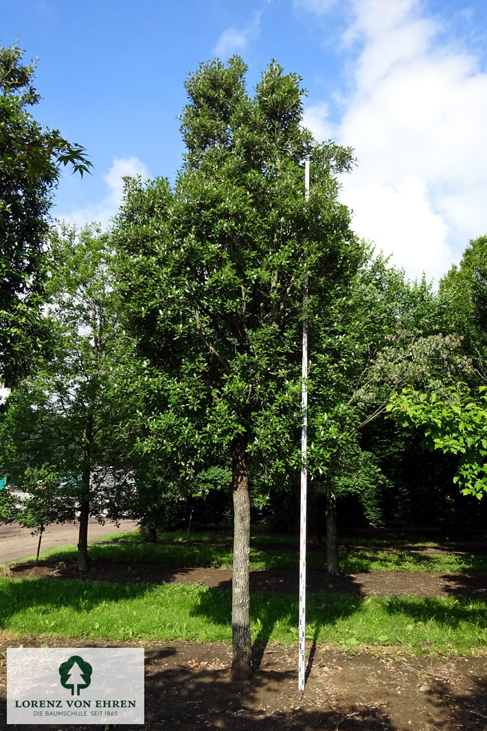 Quercus ilex