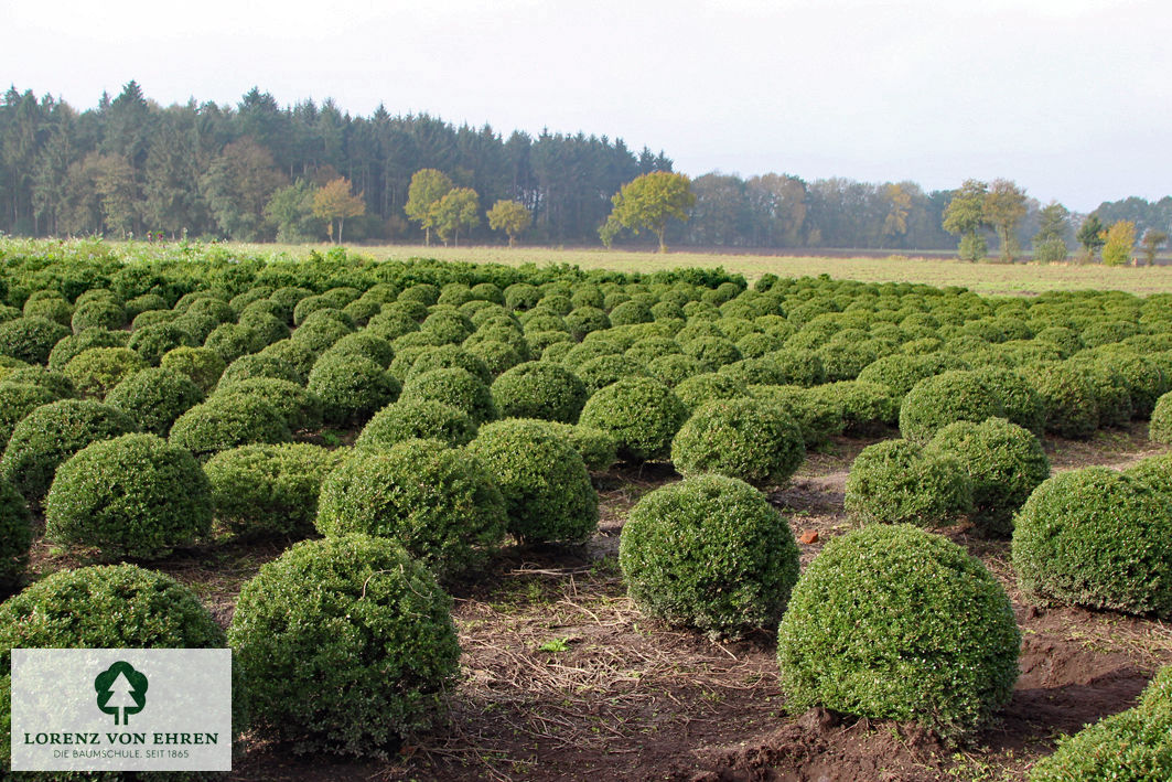 Ilex crenata 'Glorie Gem'