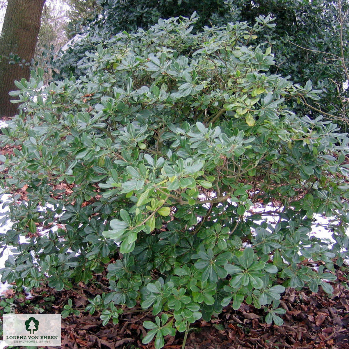 Pittosporum tobira