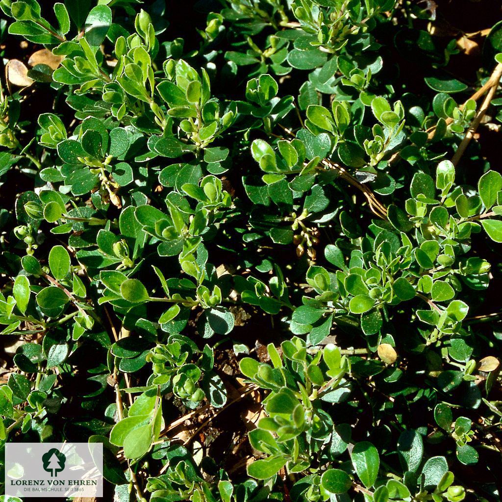 Arctostaphylos uva-ursi