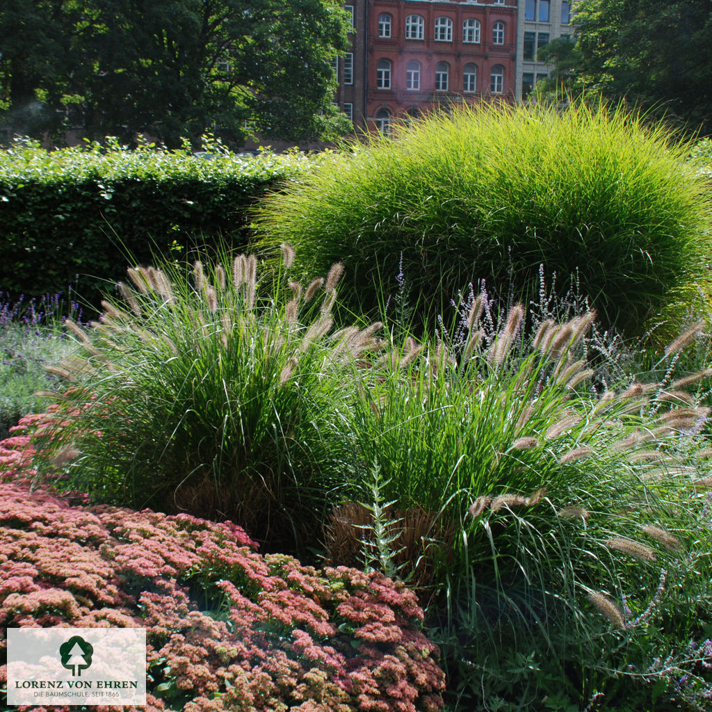 Pennisetum alopecuroides 'Hameln'