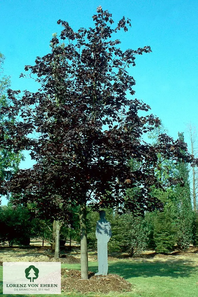 Acer platanoides 'Faassen's Black'