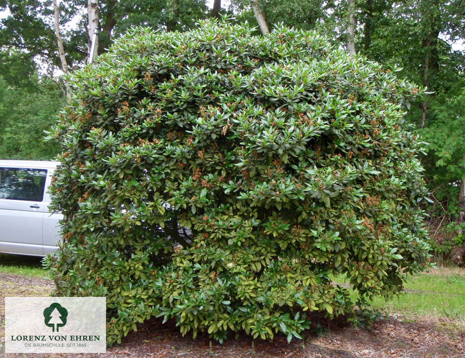 Rhododendron Hybride 'Cunninghams White'