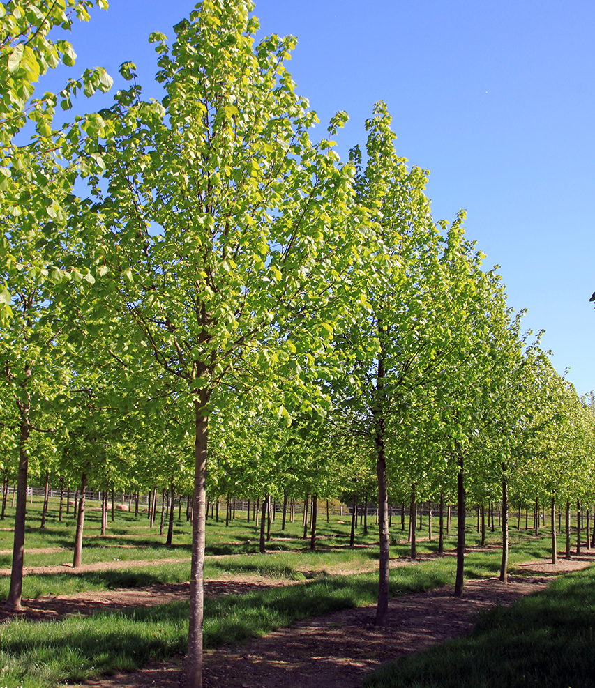 Baum mit grünem Blatt