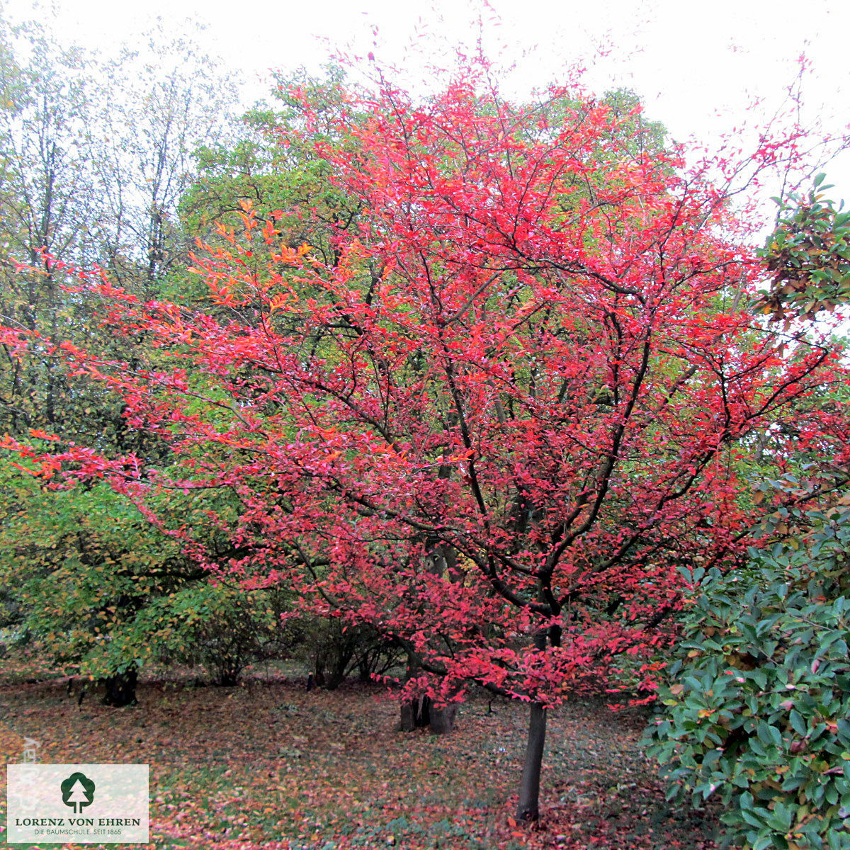 Photinia villosa