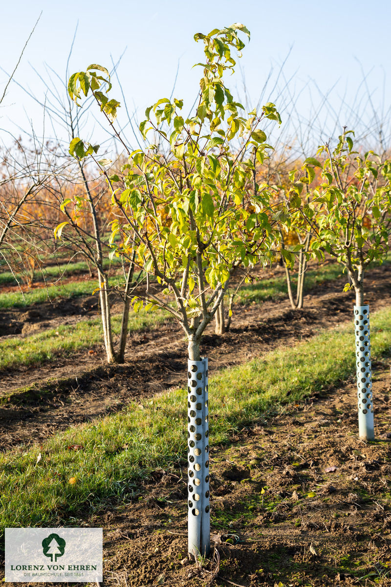 Syringa prestoniae 'Elinor'