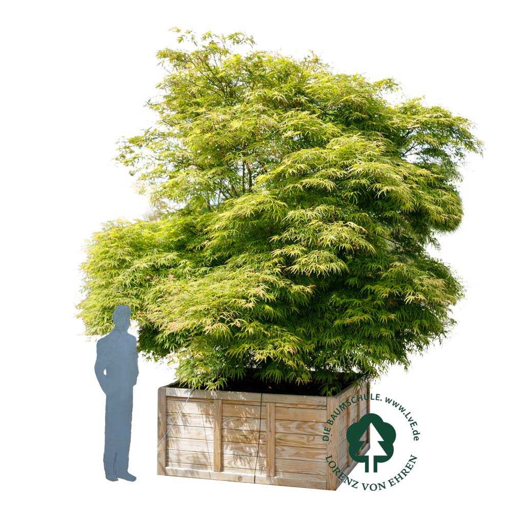 Acer palmatum 'Scolopendrifolium'