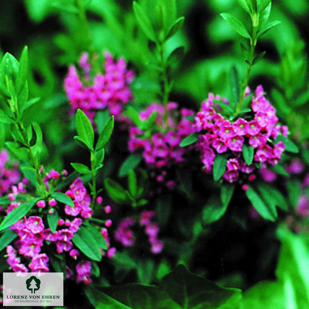 Kalmia angustifolia 'Rubra'